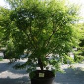 Acer palmatum 'Seiryu'