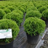 Thuja occidentalis 'Danica'