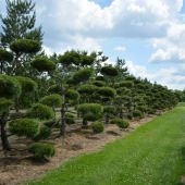 Pinus nigra ssp. nigra Bonsai