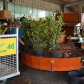 Topfarbeiten von Prunus laurocerasus i. S. in 15 Liter Container