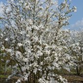 magnolia-x-loebneri-'merril'.jpg