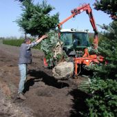 Pflanzarbeiten von Abies koreana zum 6xv Solitär