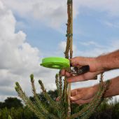 Stäben von Picea omorika Spitzen