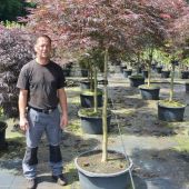 acer-palmatum-'dissectum-garnet'-halbstamm.jpg