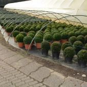 buxus-&-taxus-kugeln.jpg