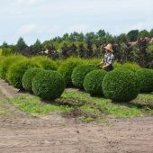 formierschnitt-von-thuja-o-'brabant'-kugeln.jpg