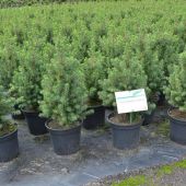 Picea glauca 'Conica'