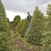 pflanzschnitt-von-ilex-aquifolium-in-sorten.jpg