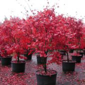 Acer palmatum 'Bloodgood'