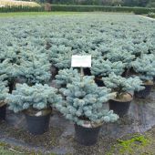 picea-pungens-'glauca-globosa'.jpg