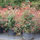 Photinia fraseri 'Red Robin & 'Camilvy'