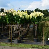 hydrangea-paniculata-'limelight'-&-'kyushu'-halbstaemme.jpg