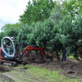 Rodearbeiten von Pinus s. 'Watereri' zum 8xv Solitär