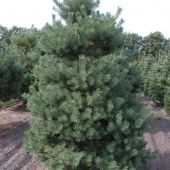 Pinus sylvestris 'Norske Typ' 6xv