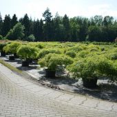 acer-palmatum-'dissectum'.jpg