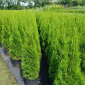 thuja-occidentalis-'smaragd'.jpg