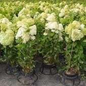 Hydrangea paniculata 'Limelight'