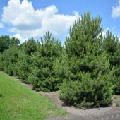 Quartier von Pinus nigra ssp. nigra 6xv